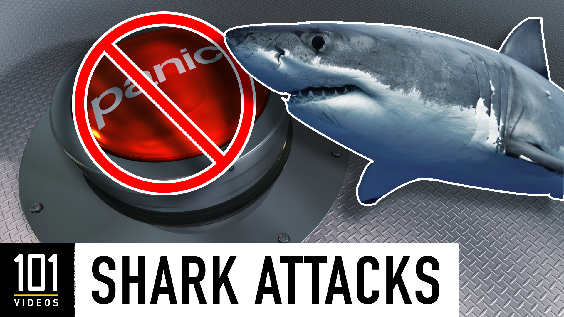 Shark Attacks - Great White Shark - HD Wallpaper 