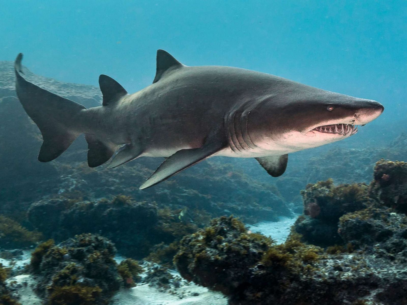 Most Dangerous Shark - HD Wallpaper 