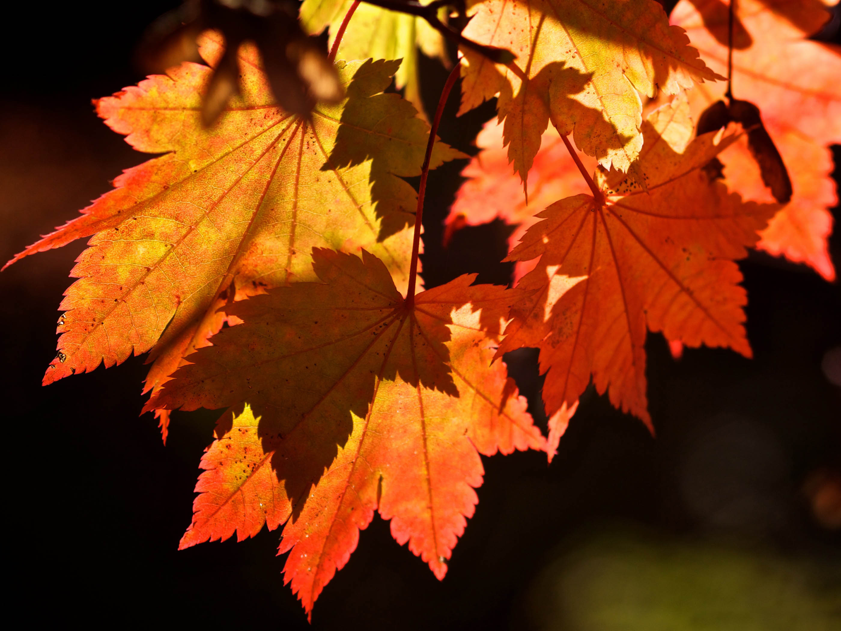 7002483 Autumn Leaves Background - Background Autumn Leaves - HD Wallpaper 