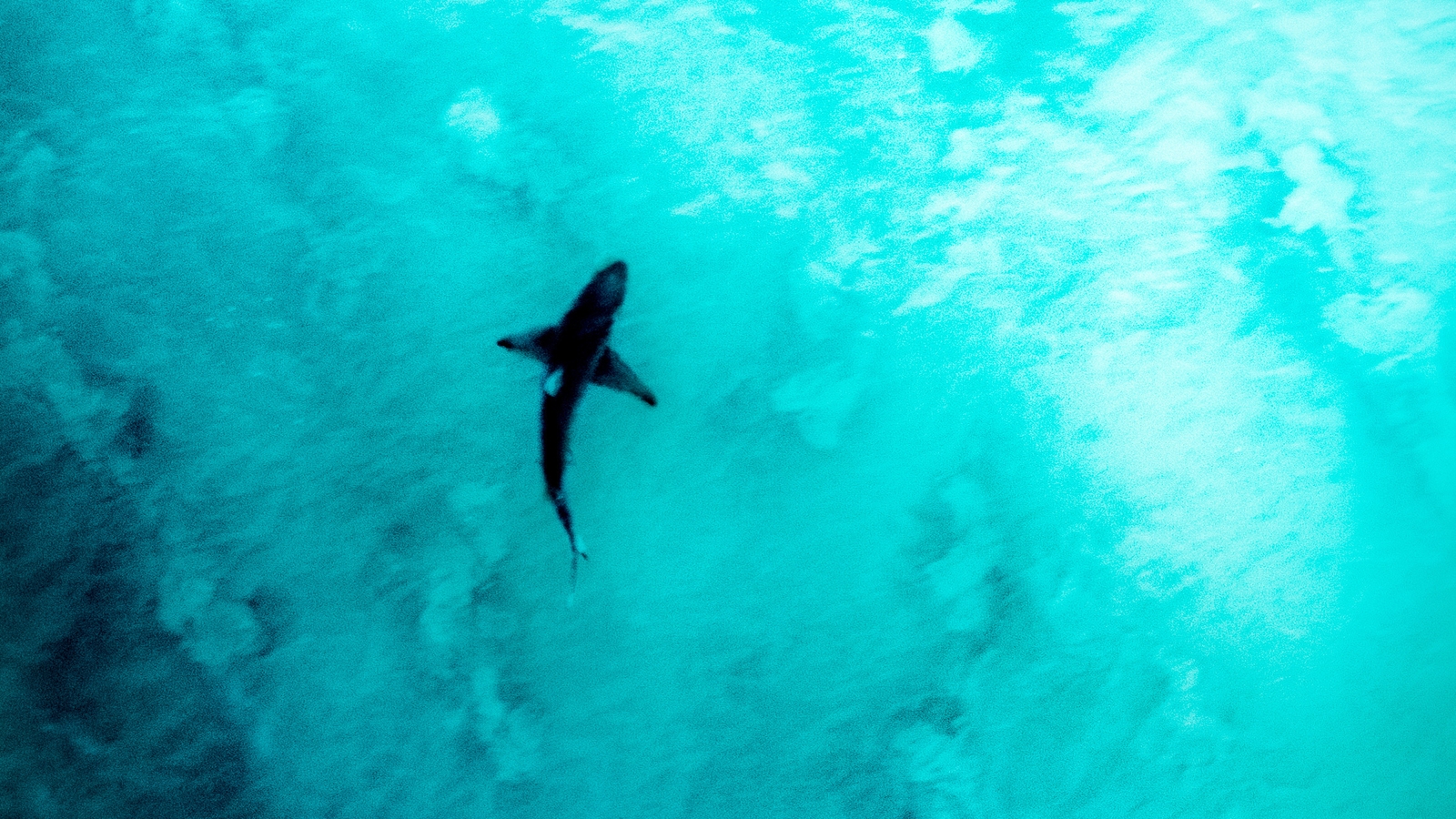 Underwater - HD Wallpaper 