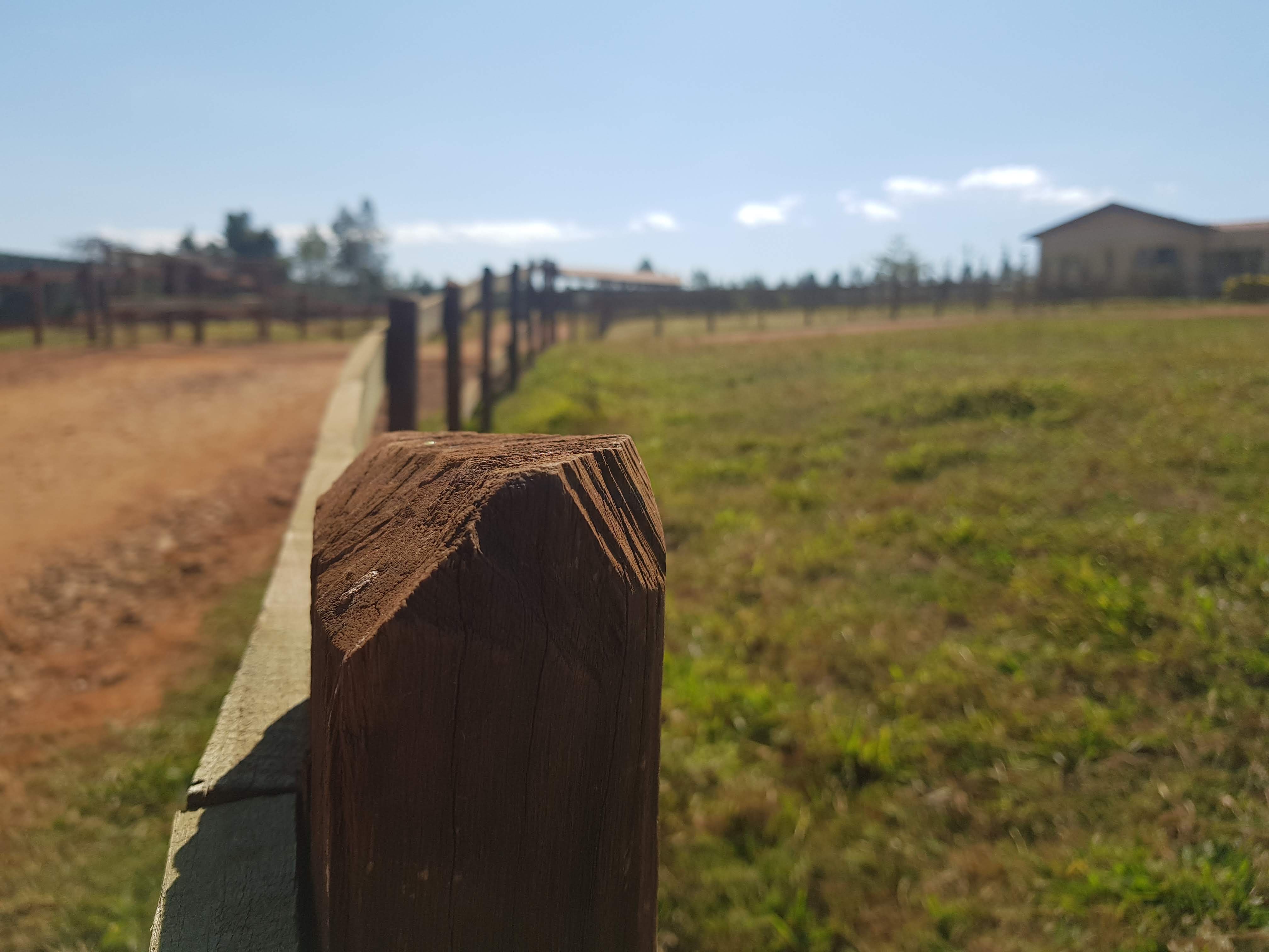 Grass - HD Wallpaper 