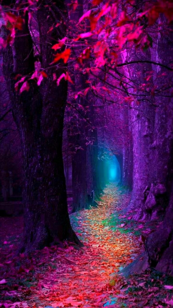 Forest Wallpaper Colorful Iphone - HD Wallpaper 