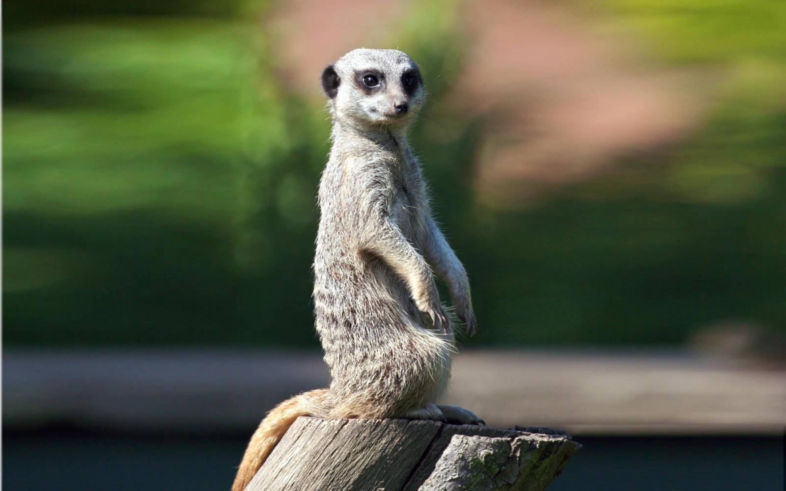 Wallpapers Zedge Wallpaperpulse - Mongoose Wallpaper Iphone - HD Wallpaper 