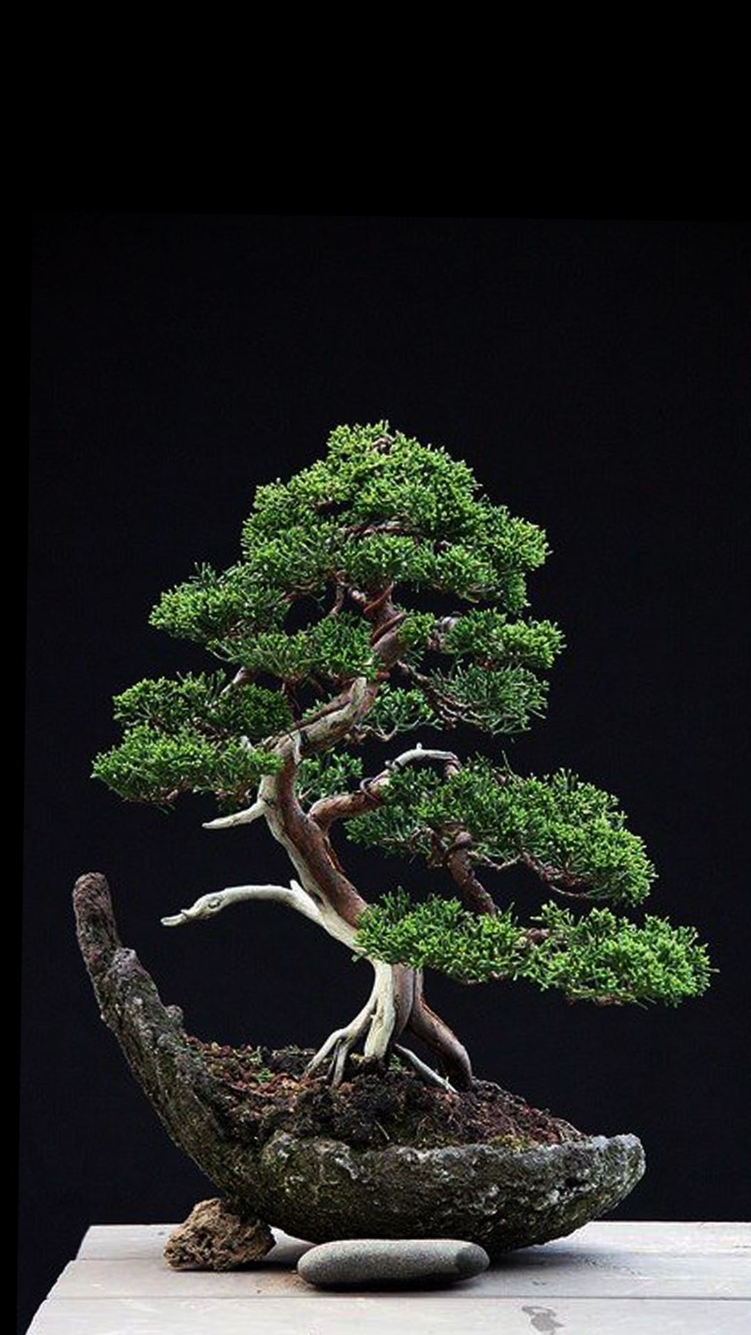 1080x1920, Phone Wallpaper From Zedge - Bonsai Tree Wallpaper Phone - HD Wallpaper 