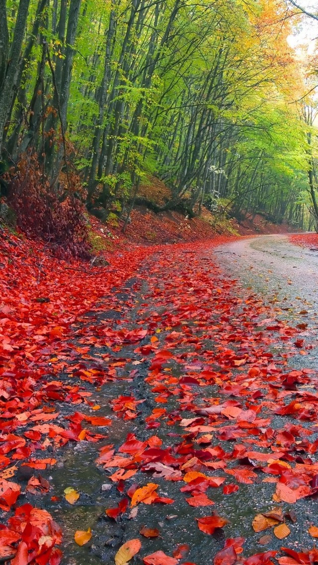 Rainy Autumn Forest Iphone Wallpaper - Rain Nature Images Hd - HD Wallpaper 