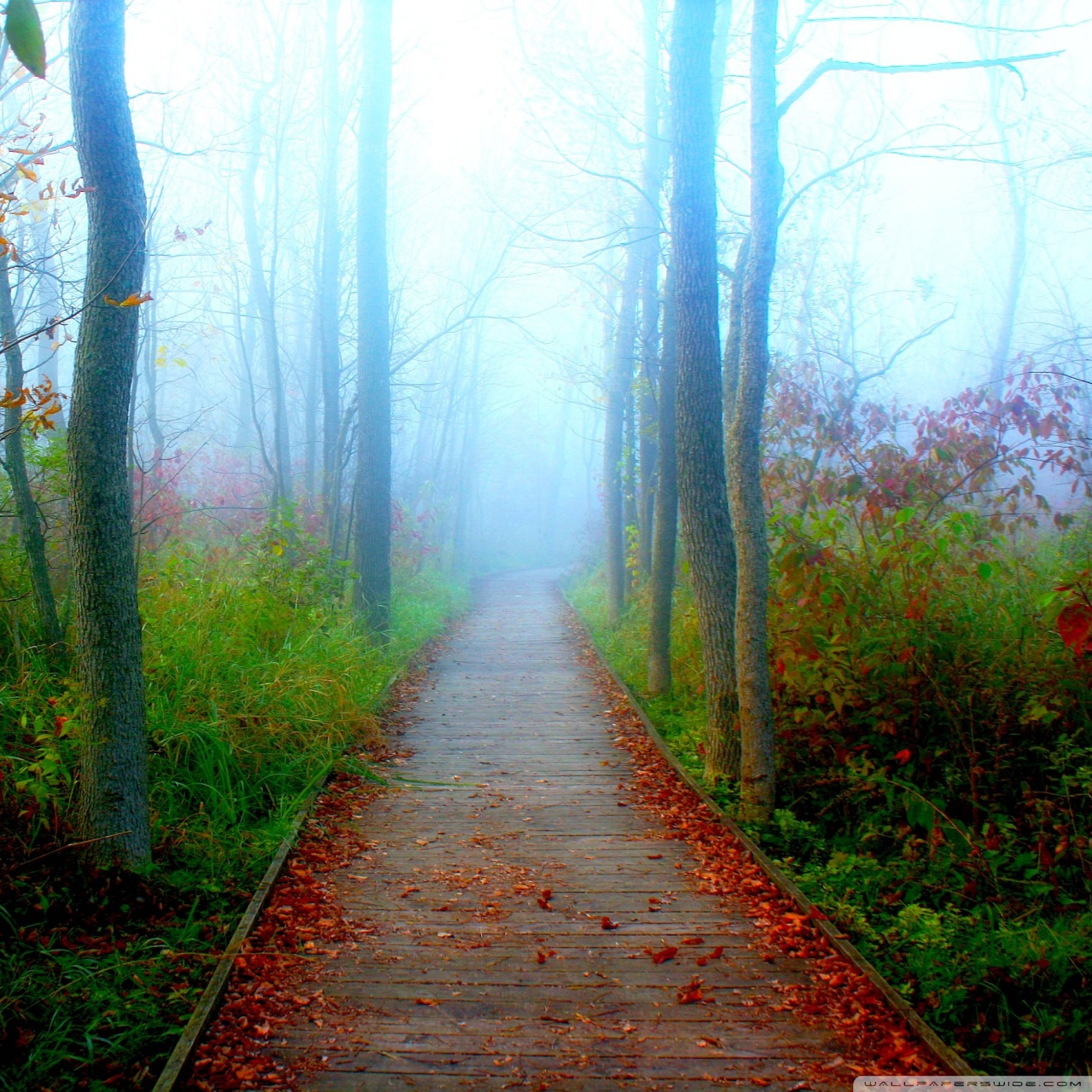 Autumn - HD Wallpaper 