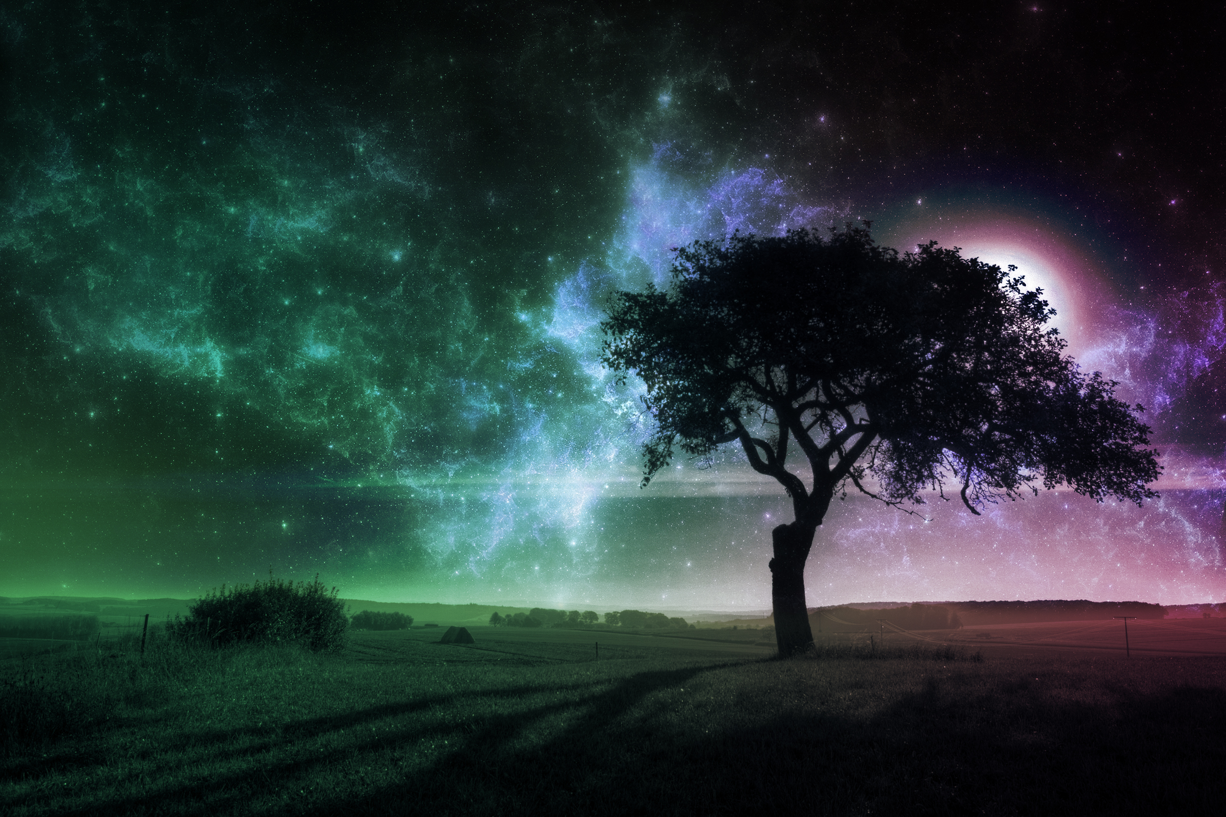 Night And Tree Hd - HD Wallpaper 