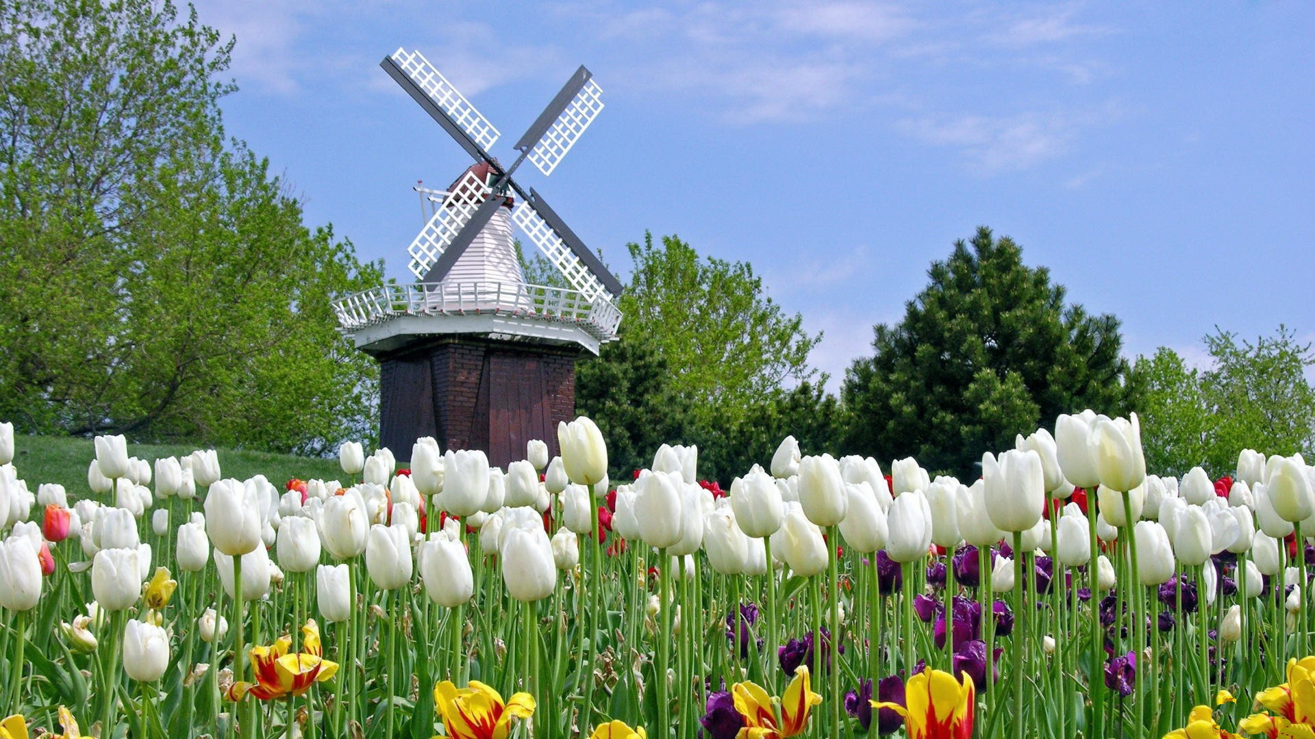 Dutch Windmill Wallpapers High Definition For Free - HD Wallpaper 