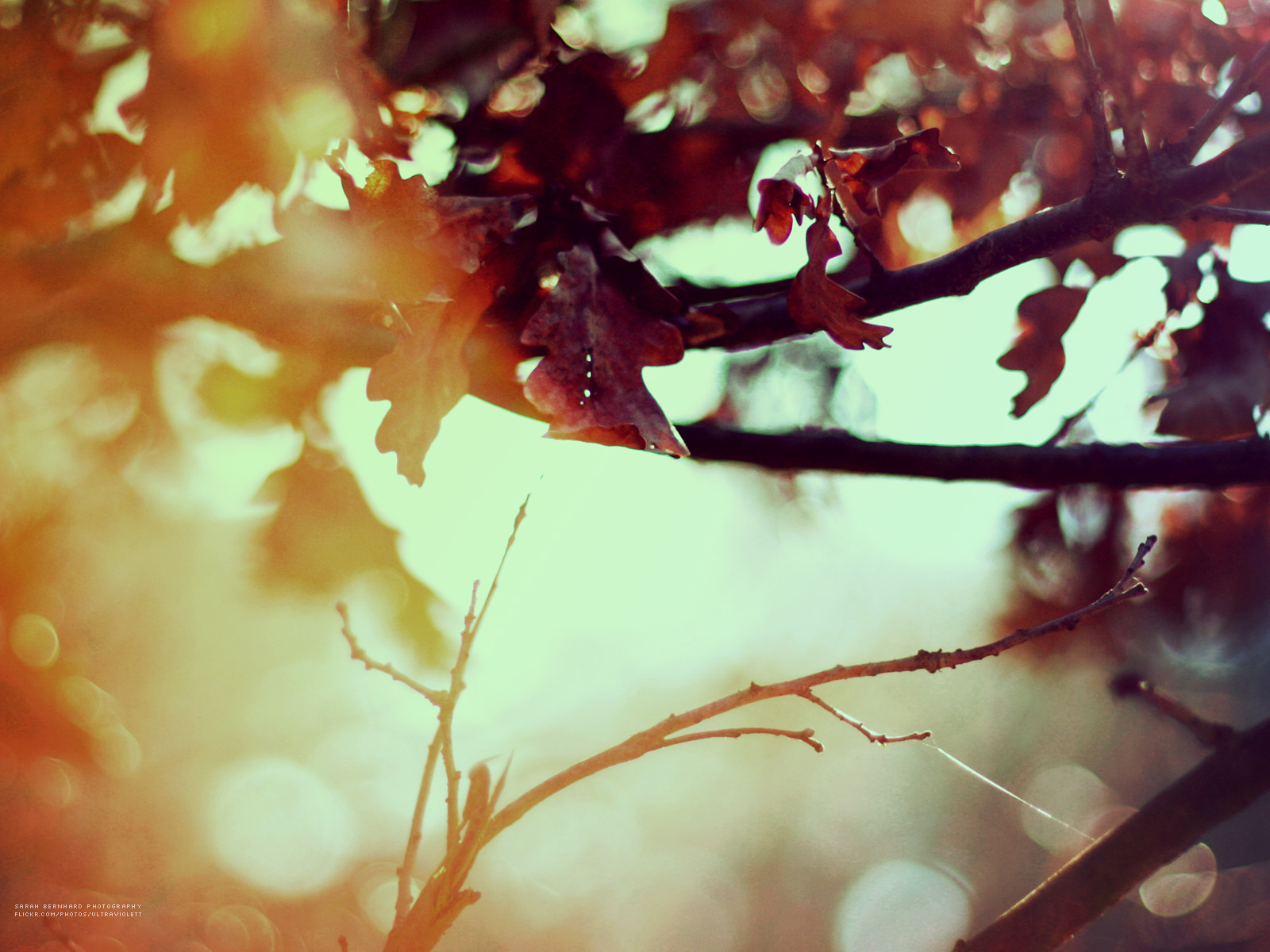 Fall Wallpaper For Android - HD Wallpaper 
