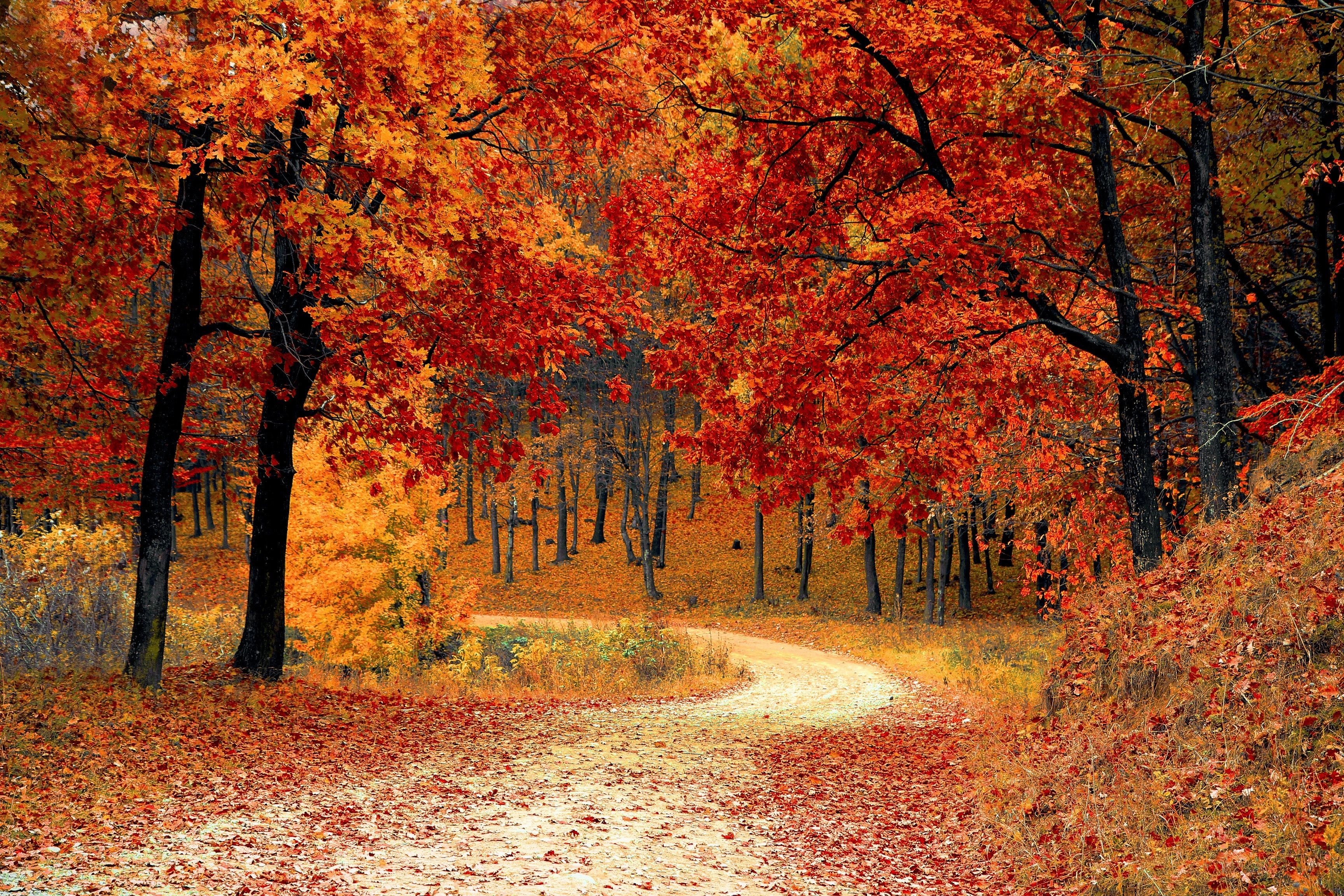 Autumn Aesthetic Laptop - HD Wallpaper 