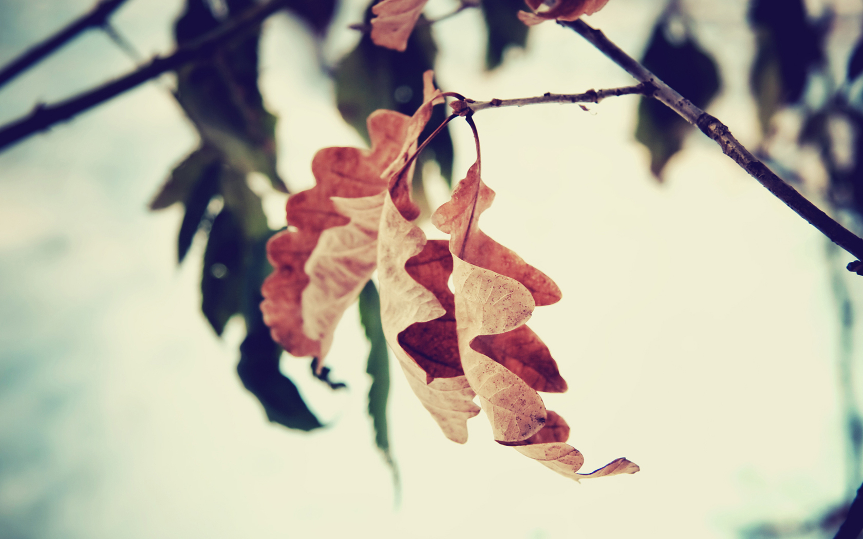 Fall Wallpaper For Android - HD Wallpaper 