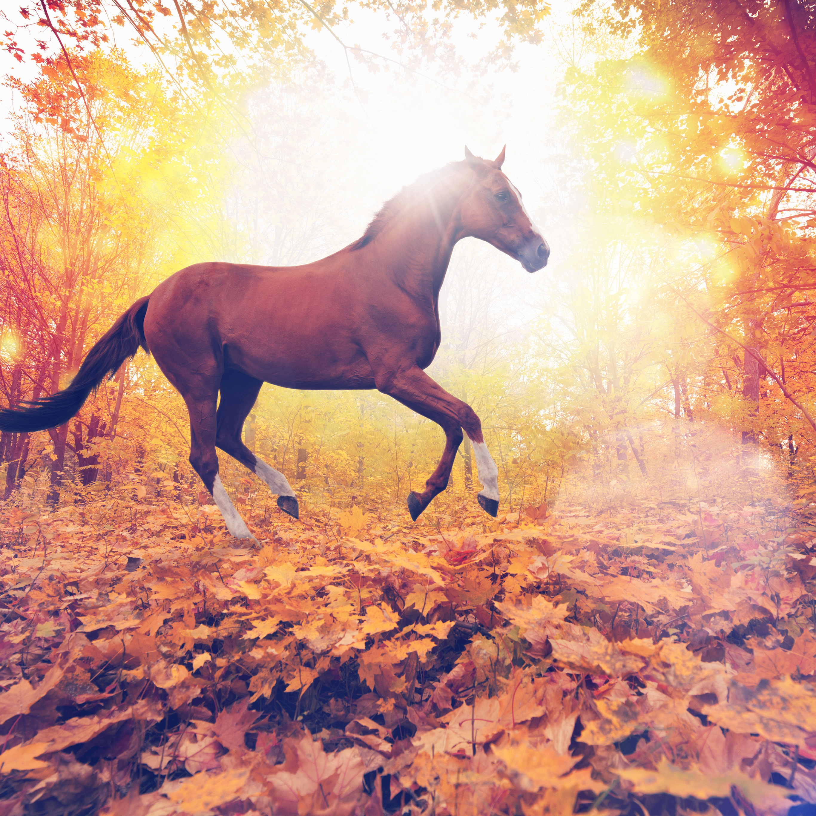 Horses In Fall Leaves - HD Wallpaper 
