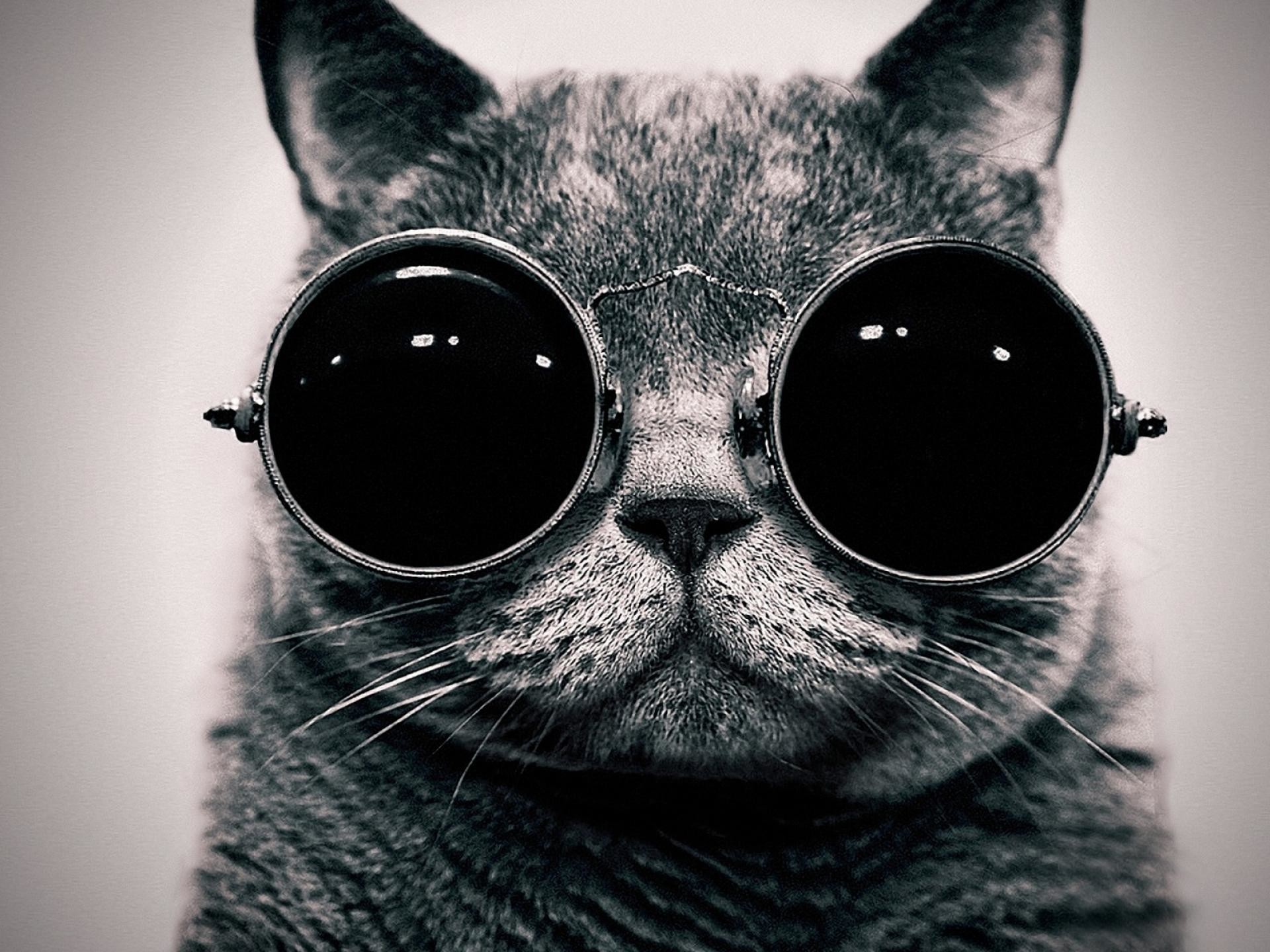 Hippie Wallpaper 
 Data-src - Funny Cat With Glasses - HD Wallpaper 
