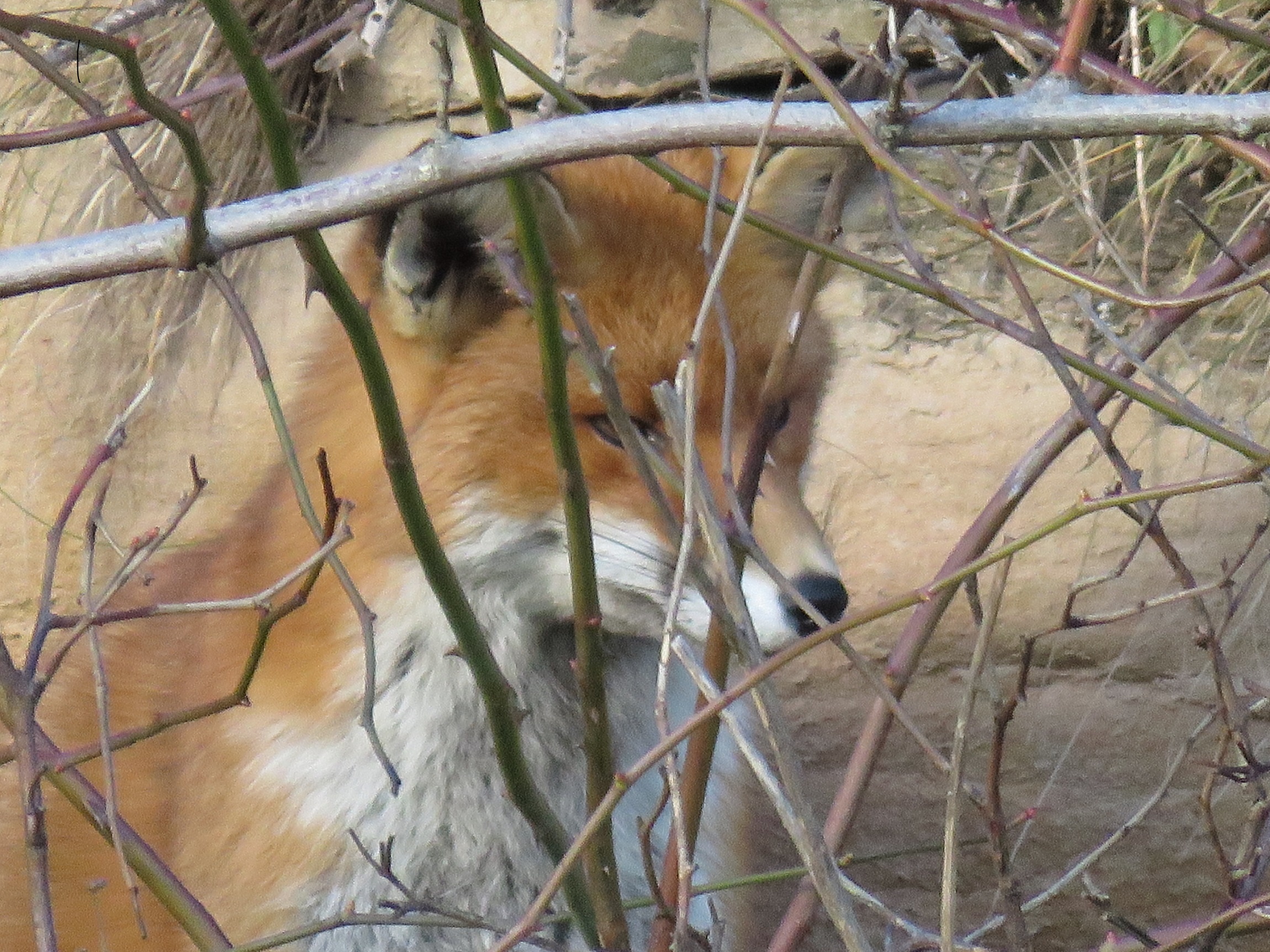 Foxy Wallpaper - HD Wallpaper 