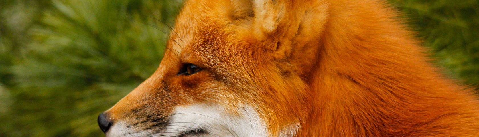 Foxy Looking Profile - Red Fox - HD Wallpaper 