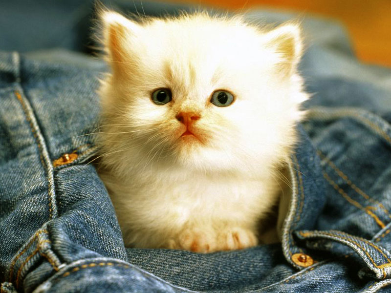 Stunning Funny Psychology Hd Desktop Wallpaper Free - Funny Cat Photos Free Download - 800x600 Wallpaper Stunning Funny Psychology Hd Desktop Wallpaper Free - Funny Cat Photos Free Download - 800x600 Wallpaper