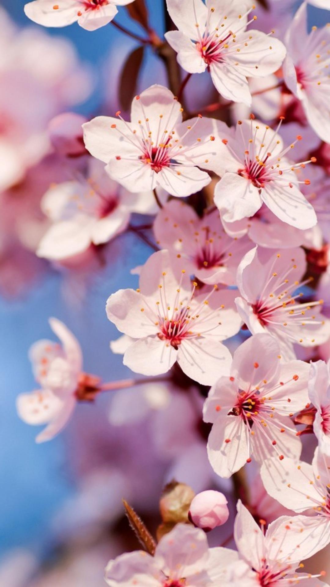 Cherry Blossom Iphone Wallpaper Full Hd - Cherry Blossoms - HD Wallpaper 