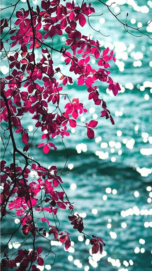Flower Nature Wallpaper Hd For Mobile - 640x1136 Wallpaper Flower Nature Wallpaper Hd For Mobile - 640x1136 Wallpaper
