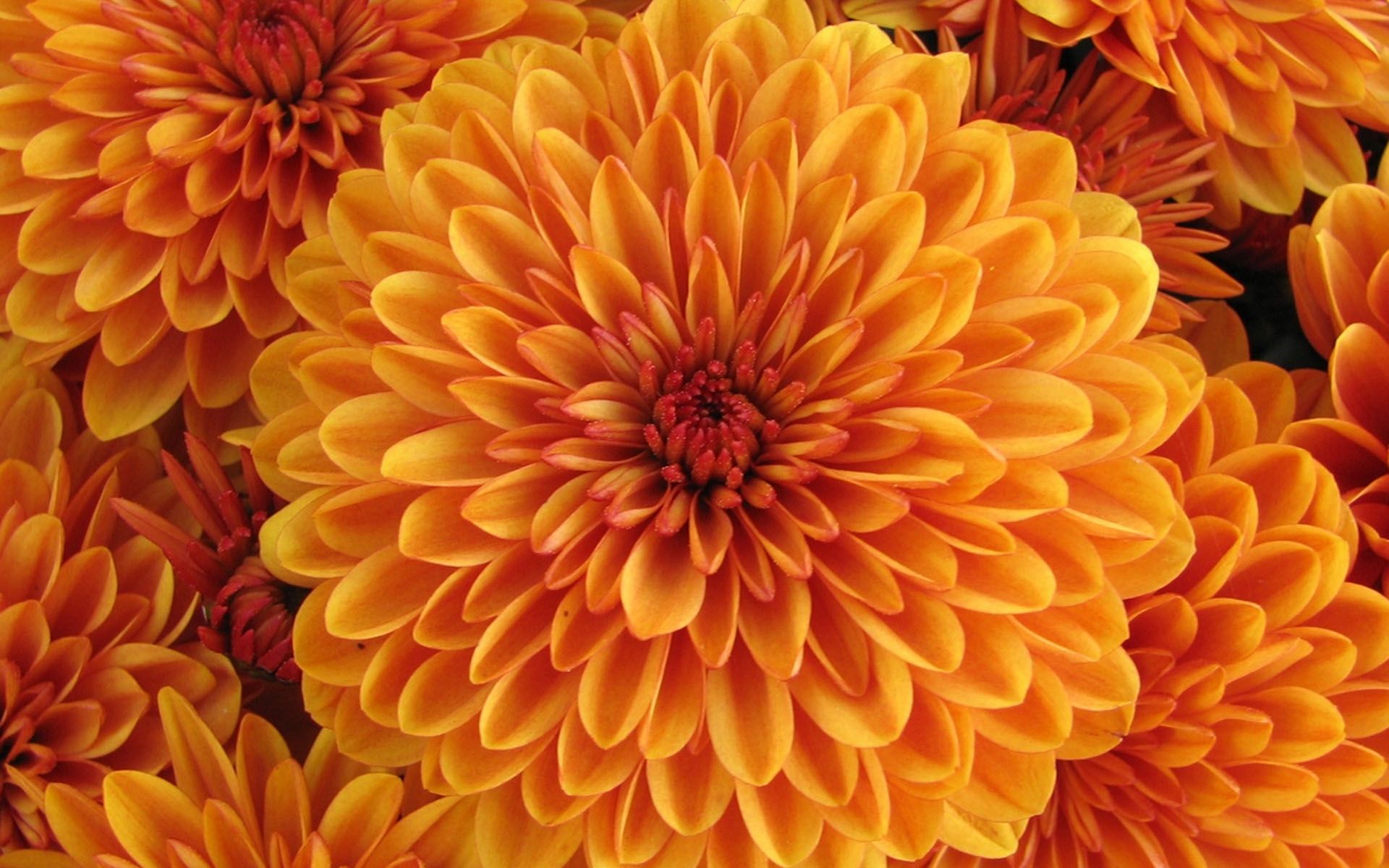 Hd Dahlias - HD Wallpaper 