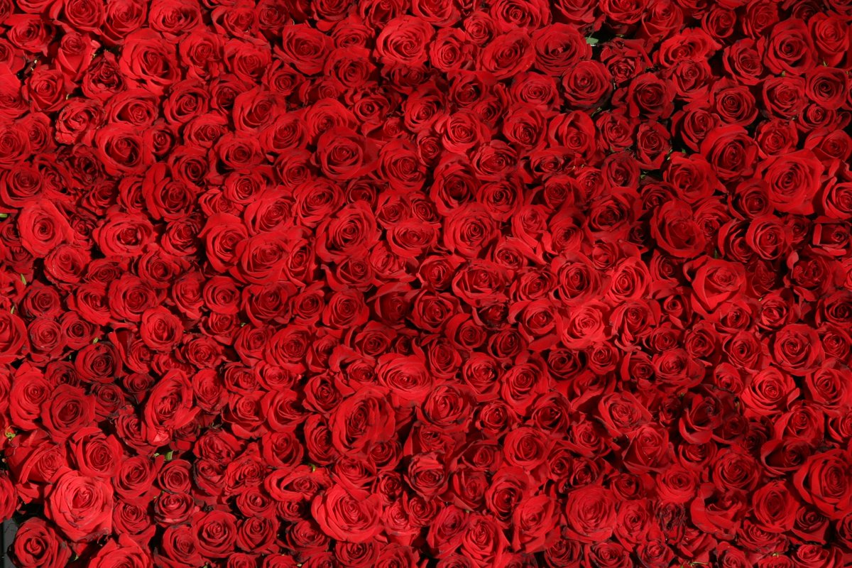 Pétales De Roses Rouges - HD Wallpaper 