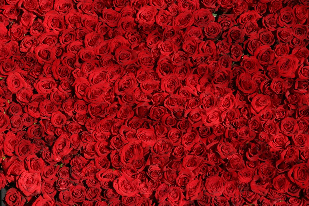 Pétales De Roses Rouges - HD Wallpaper 