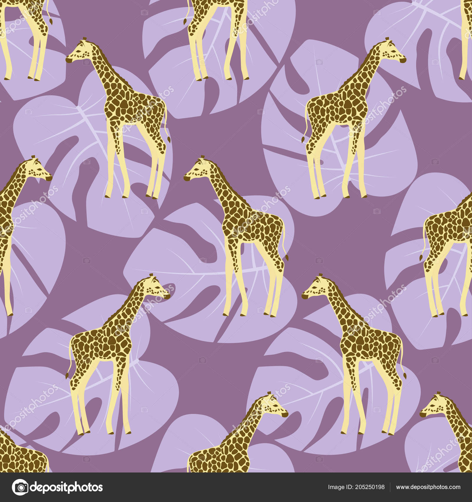 Northern Giraffe - HD Wallpaper 