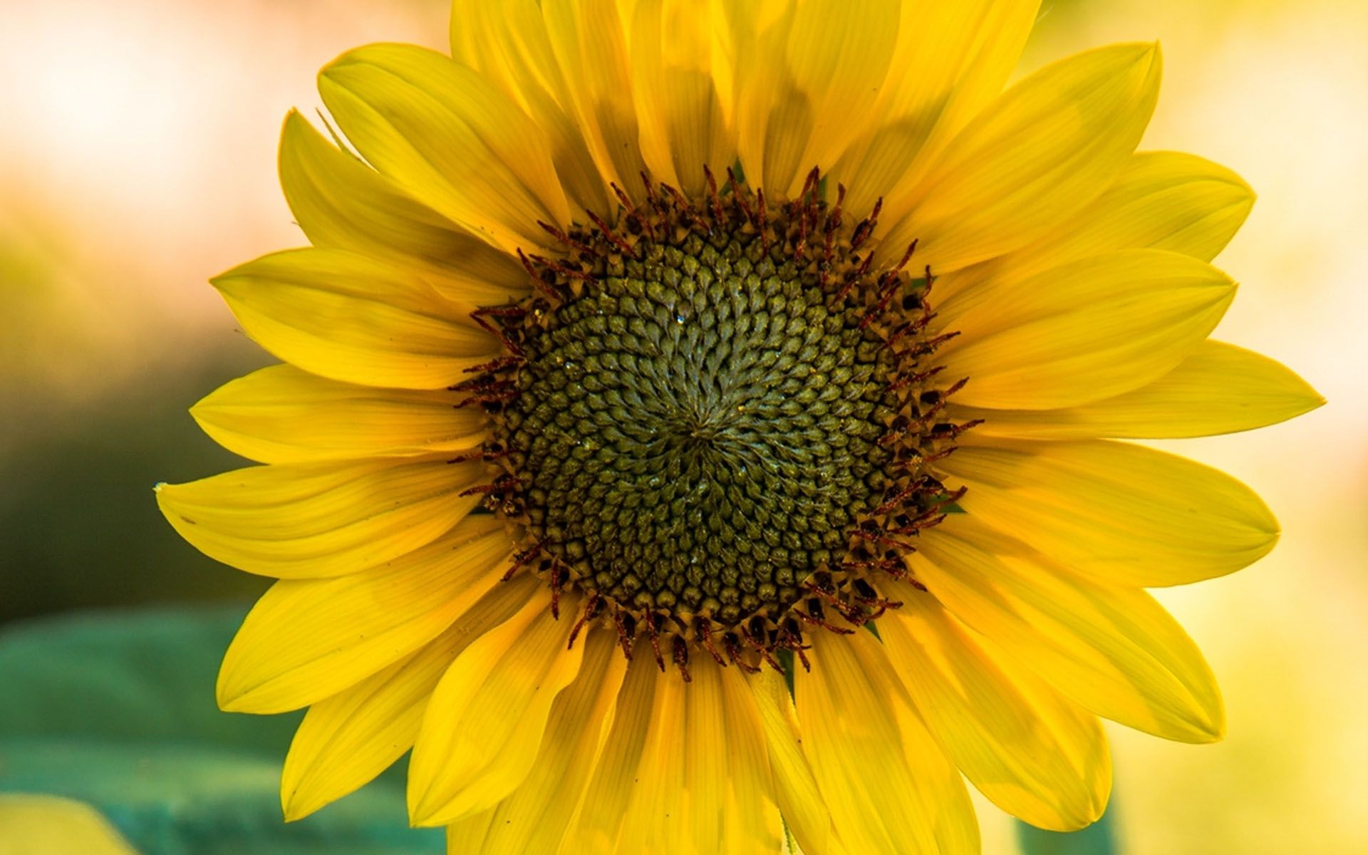 Close Up Picture Of A Sunflower - HD Wallpaper 