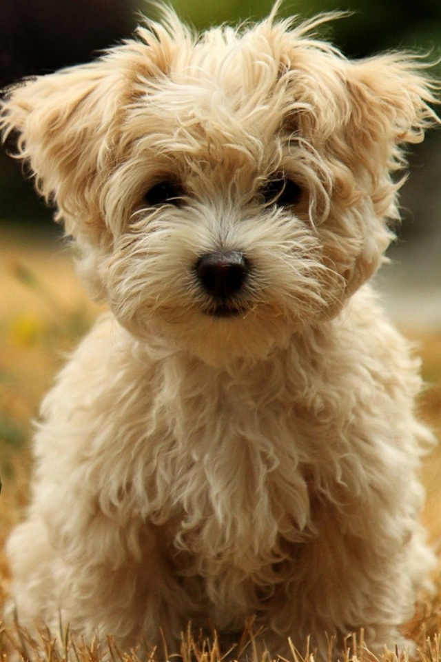 Dogs Wallpapers Mobile - Dog Wallpaper For Phone - 640x960 Wallpaper - Dogs Wallpapers Mobile - Dog Wallpaper For Phone - 640x960 Wallpaper -