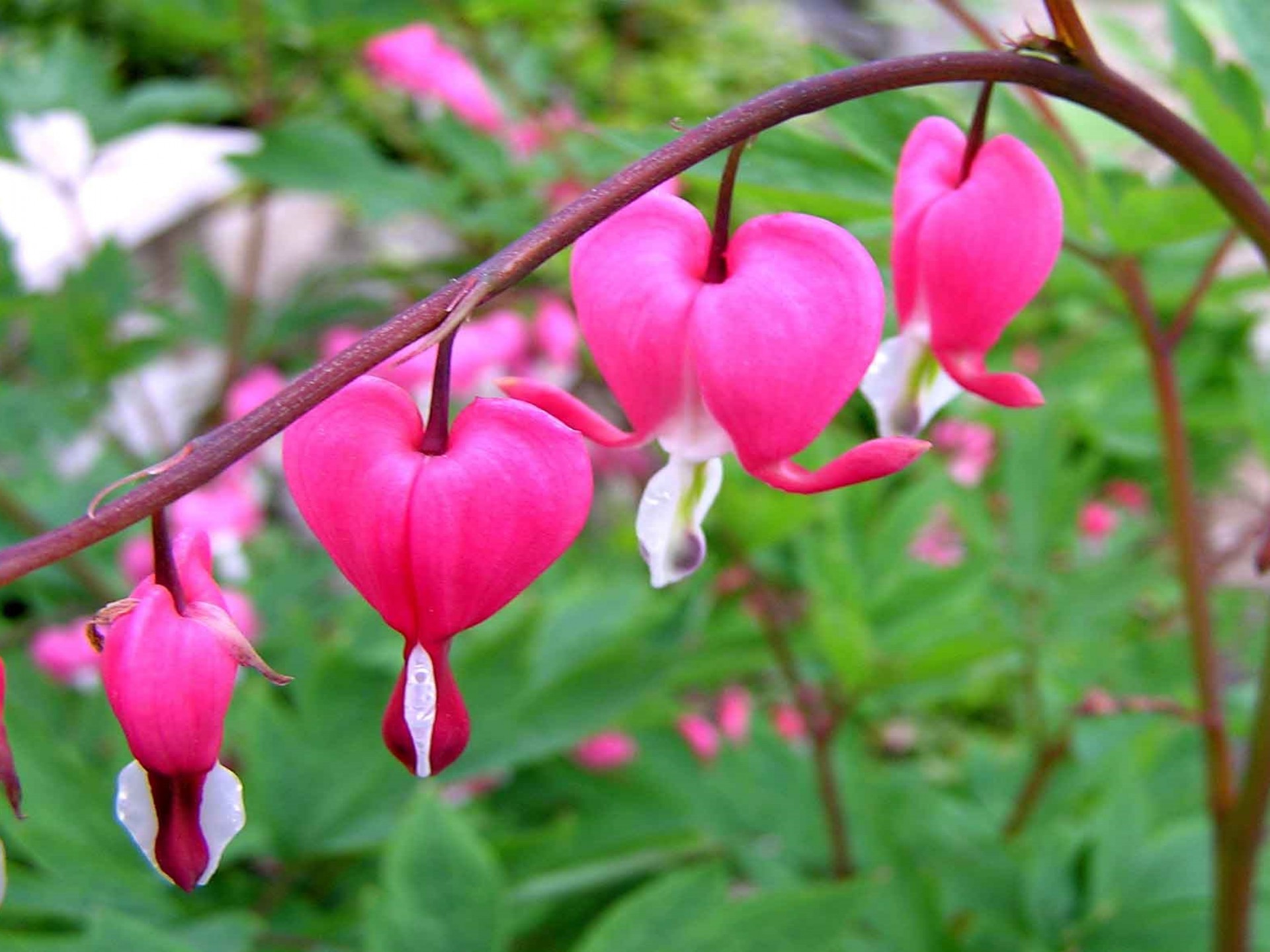 Japanese Bleeding Heart Plant - HD Wallpaper 
