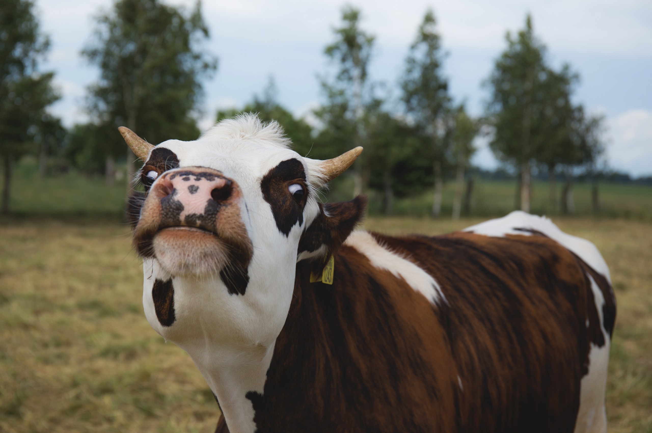 Cow, Weird Face, Funny - Los Bendrong Siluman Sapi - HD Wallpaper 