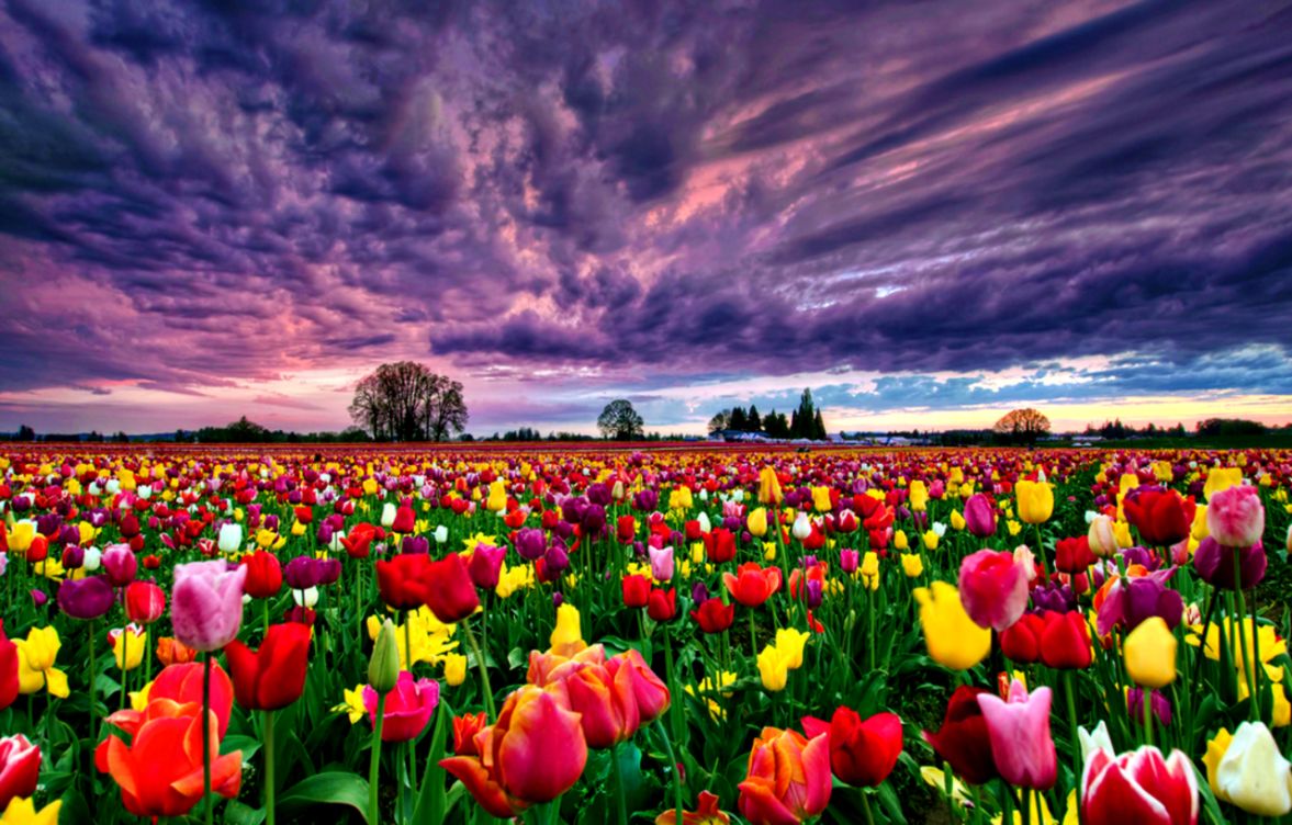 Tulip Field Wallpapers 59 Wallpapers Hd Wallpapers - Tulips Hd Wallpaper For Desktop - HD Wallpaper 