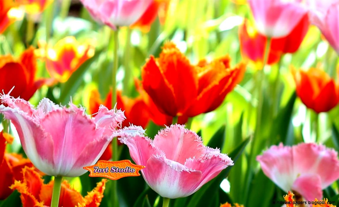 Fascinating Flowering Tulips Screensaver Animated Desktop - Sprenger's Tulip - HD Wallpaper 