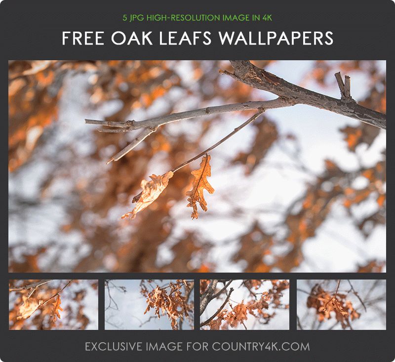 Autumn - HD Wallpaper 