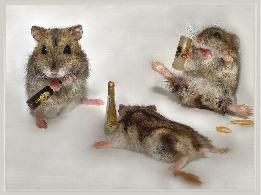 Mouse Having A Party - HD Wallpaper 