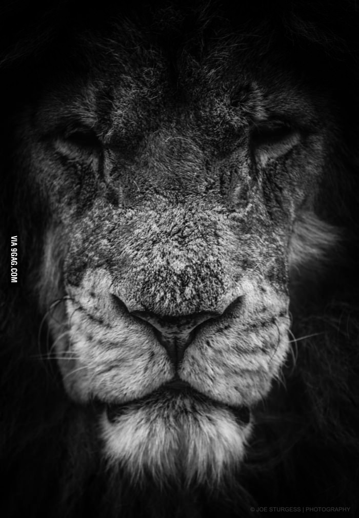 Auto,9gag - Quotes On Jungle Animals - HD Wallpaper 