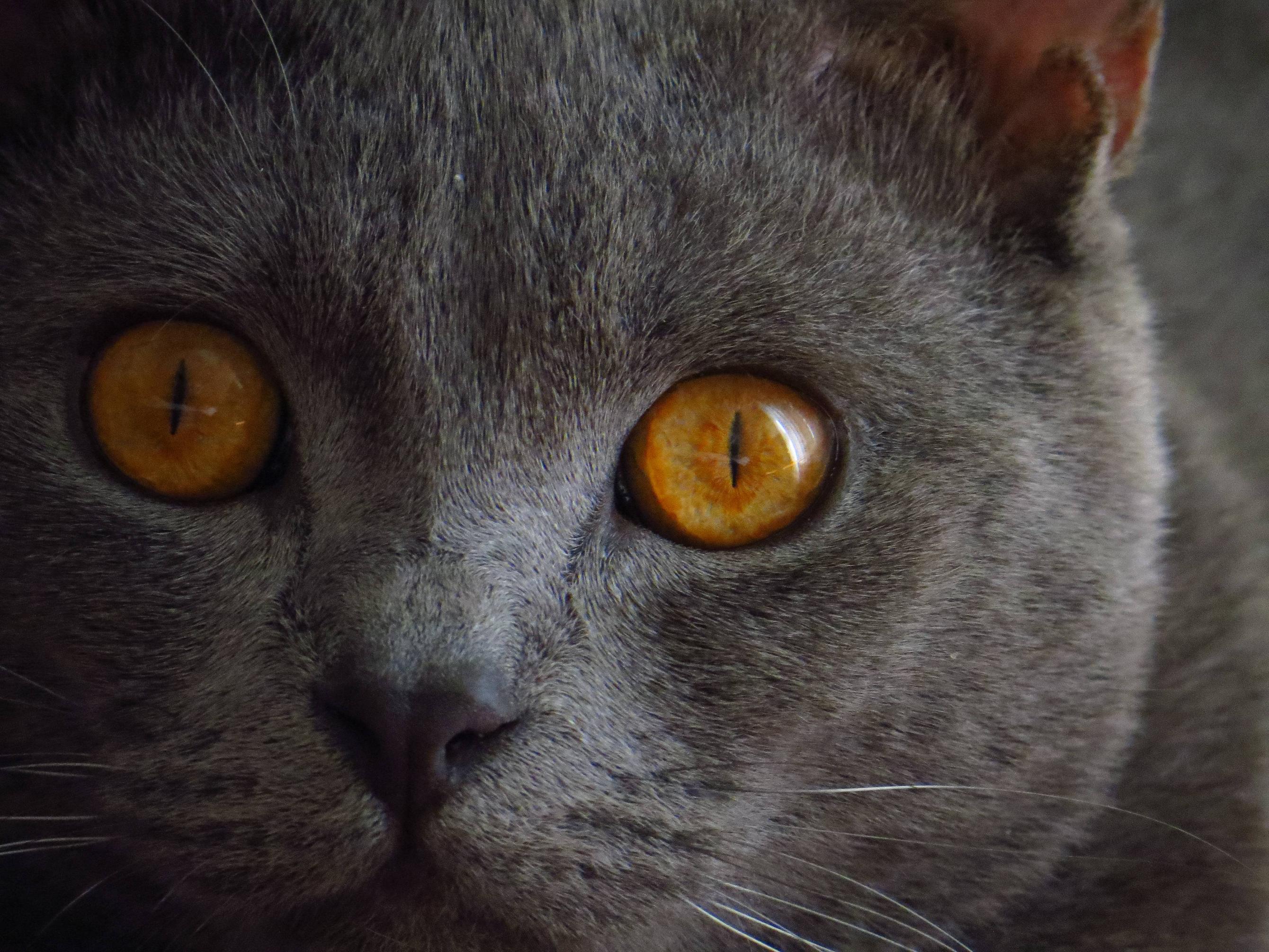 Cat With Sauron Eyes - HD Wallpaper 