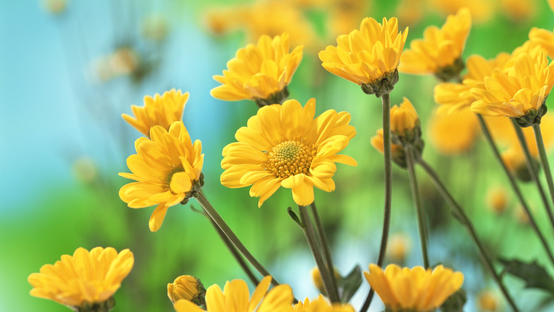 Cool Hd Yellow Flowers Wallpaper - Beautiful Full Hd Flower - HD Wallpaper 
