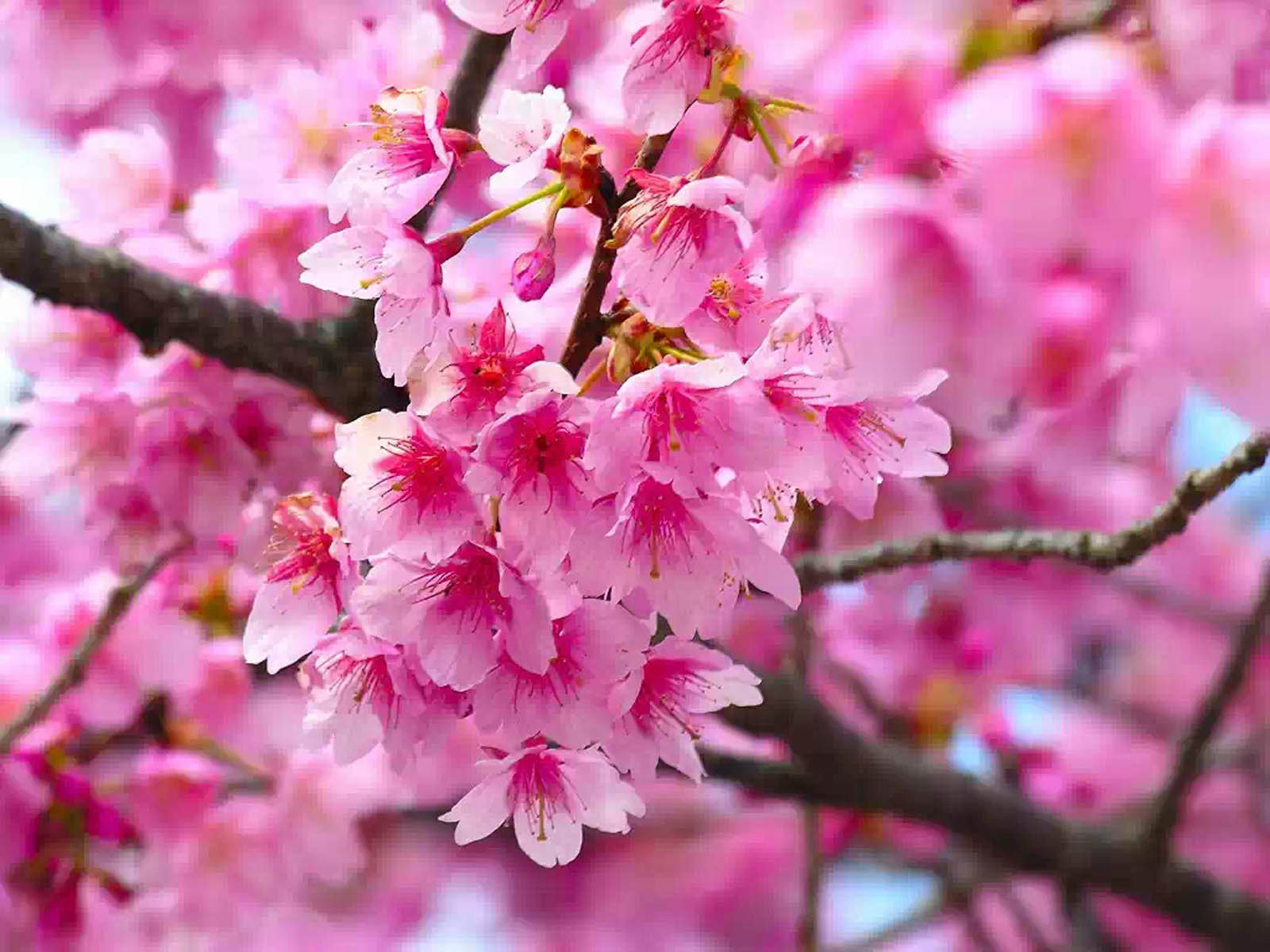 Pink Flowers Wallpapers - HD Wallpaper 