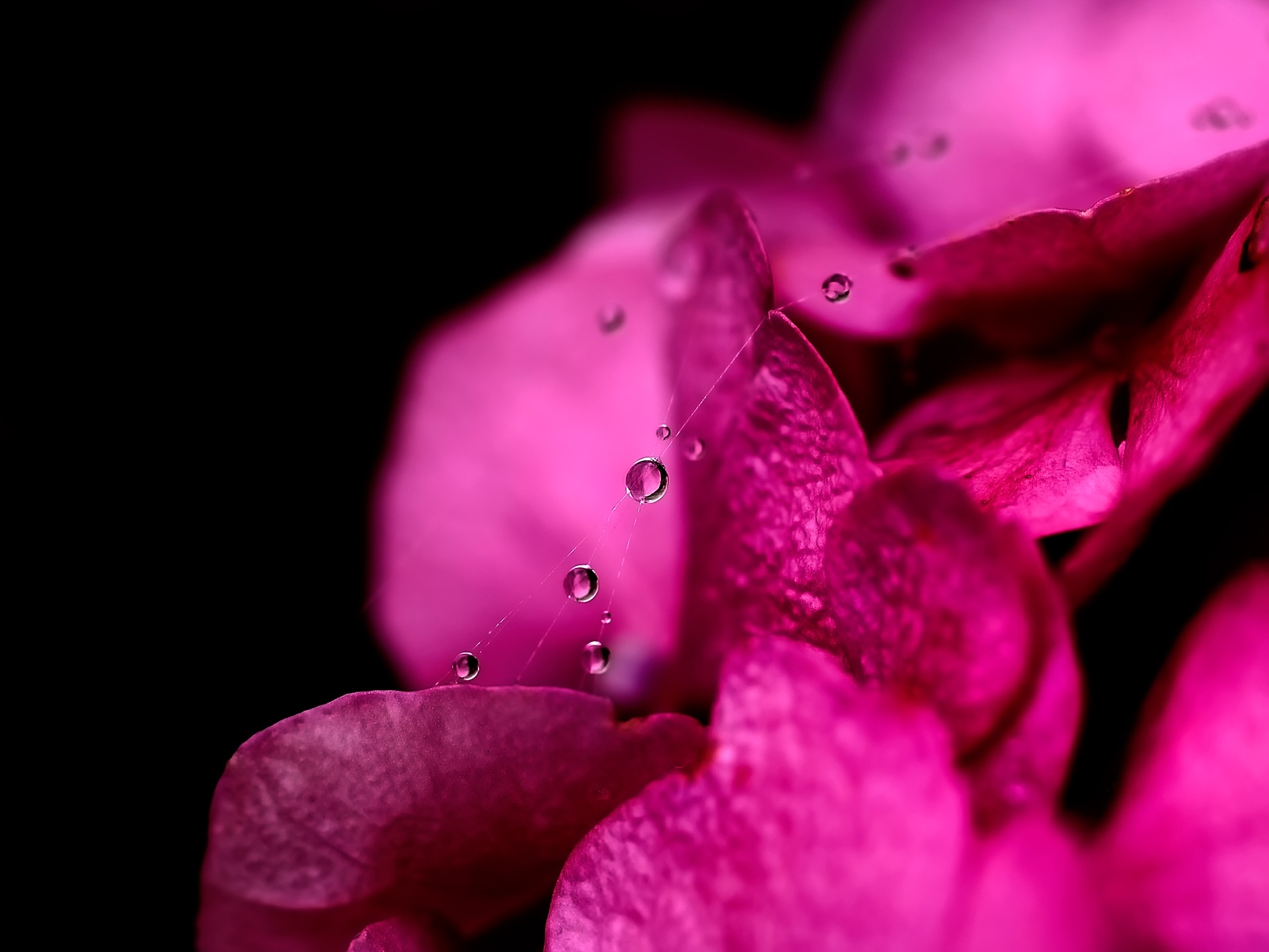 Flowers Beautiful Pink Cool Hot Flower Wallpaper Themes - Hot Pink Flower - HD Wallpaper 