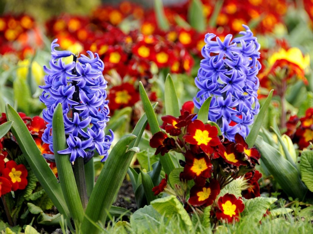 Hyacinth - HD Wallpaper 