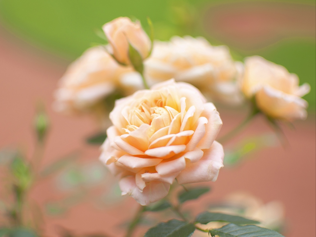 Wallpaper Rose, Flower, Bud, Close-up, Blurred - Beautiful Rose Frame - HD Wallpaper 