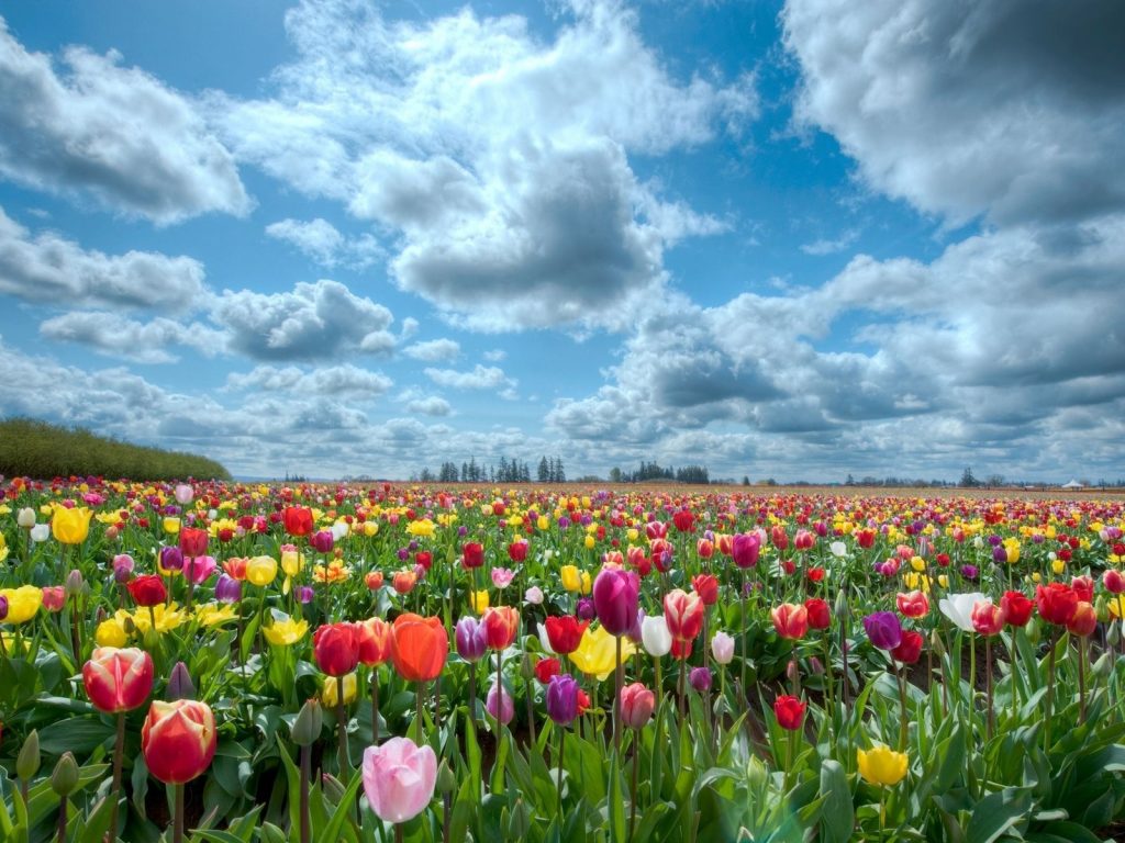 Beautiful Flowers In Heaven - HD Wallpaper 