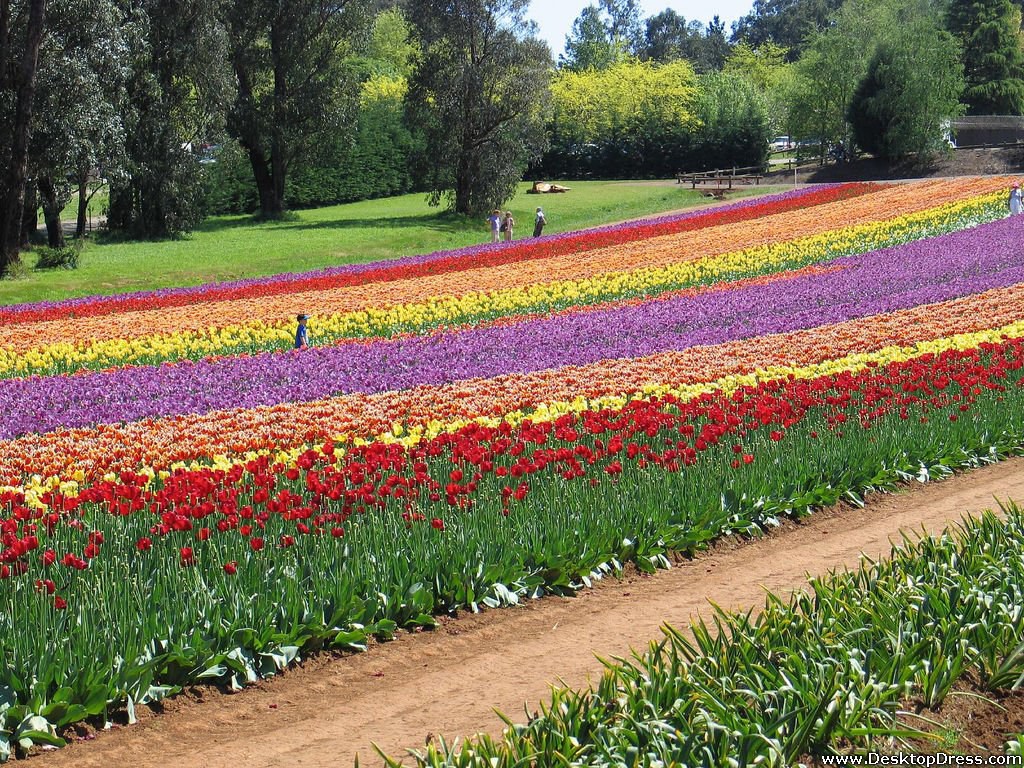 Garden Of Colourful Tulips - Colourful Flowers In A Garden - HD Wallpaper 