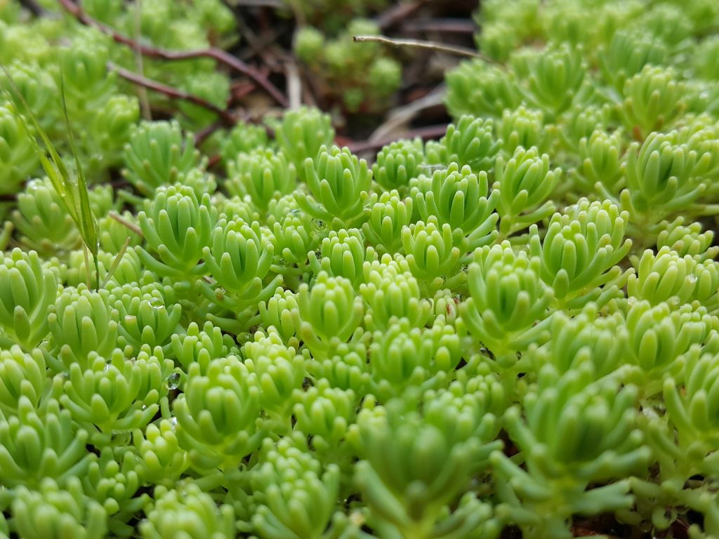Rooftop Garden Wallpaper - Liverwort - HD Wallpaper 