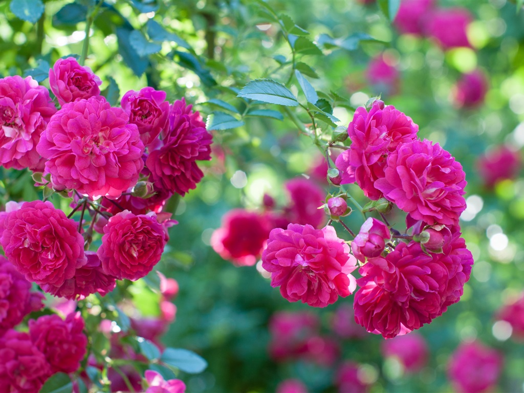 Rose Natural Flower Garden - HD Wallpaper 