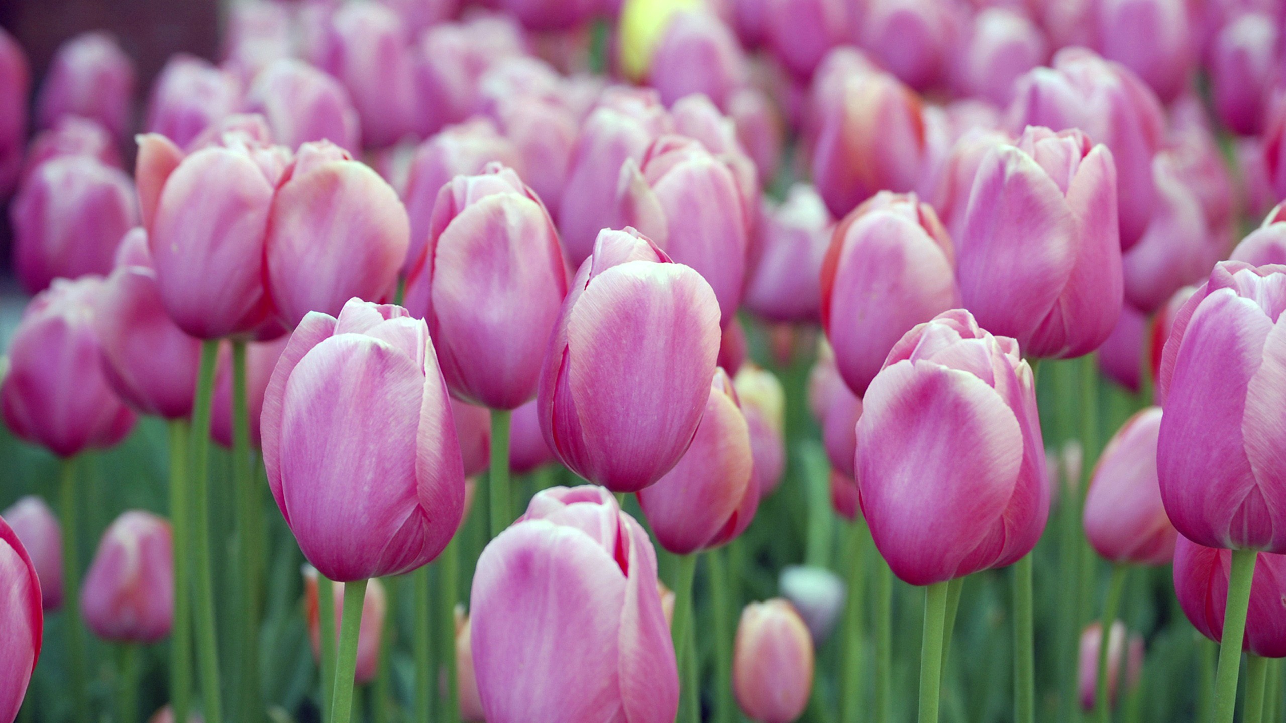 High Resolution Tulip Desktop - HD Wallpaper 