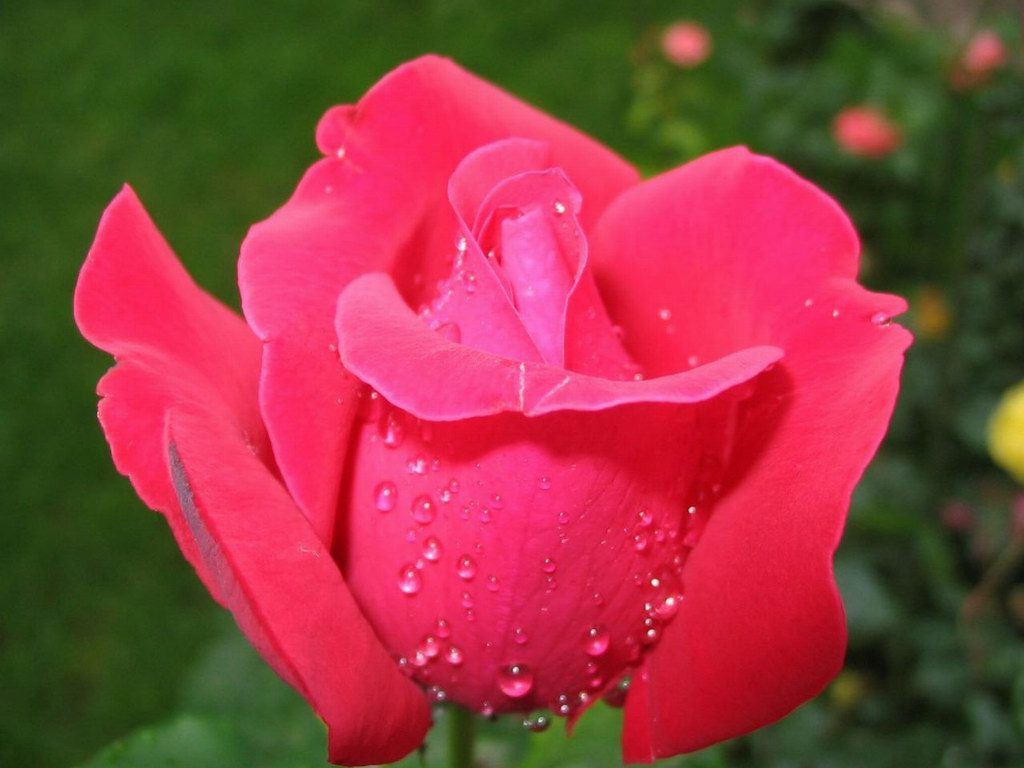 Pink Rose Wallpaper - Full Hd Pink Rose Flower - HD Wallpaper 