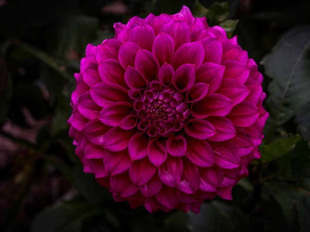Garden - HD Wallpaper 