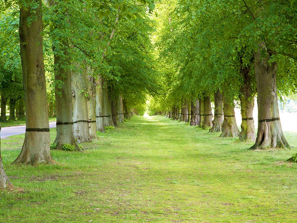 Hd Backgrounds Garden Beautiful Flower Garden Path - A4 Size Nature