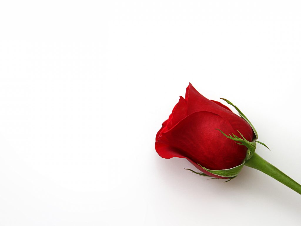 Anniversary Status Download Wife - HD Wallpaper 